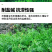 田箐种子碱菁涝豆耐涝田青盐碱土壤改良牧草果园蜜源固氮绿肥