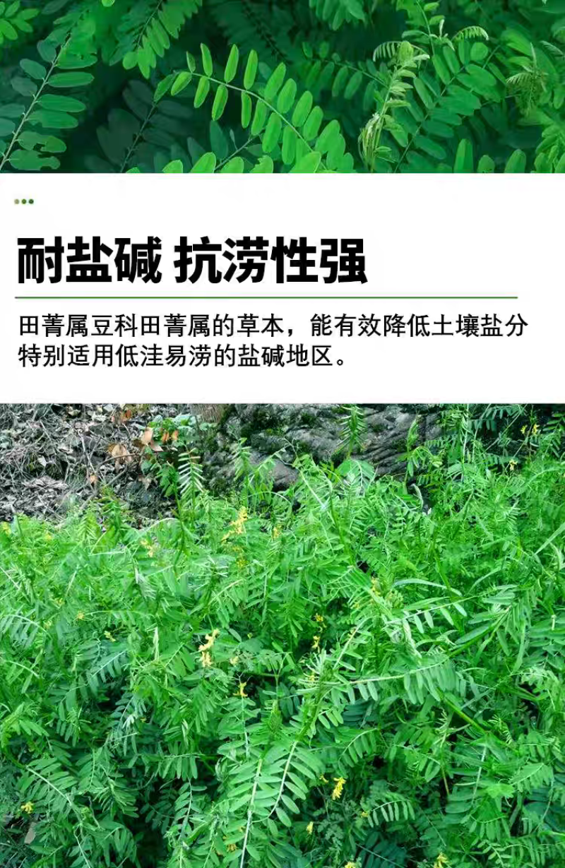 田箐种子碱菁涝豆耐涝田青盐碱土壤改良牧草果园蜜源固氮绿肥