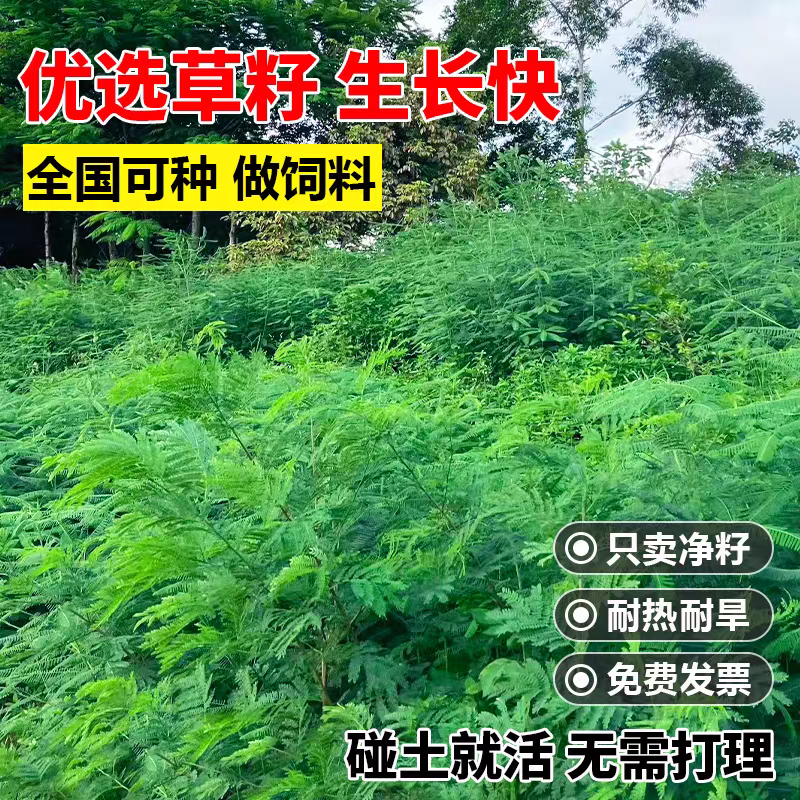 田箐种子碱菁涝豆耐涝田青盐碱土壤改良牧草果园蜜源固氮绿肥