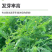 田箐种子碱菁涝豆耐涝田青盐碱土壤改良牧草果园蜜源固氮绿肥