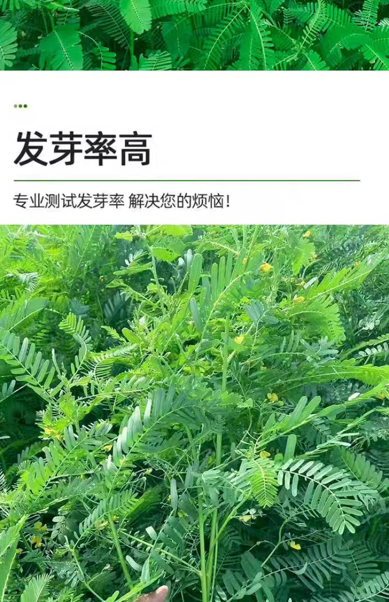 田箐种子碱菁涝豆耐涝田青盐碱土壤改良牧草果园蜜源固氮绿肥