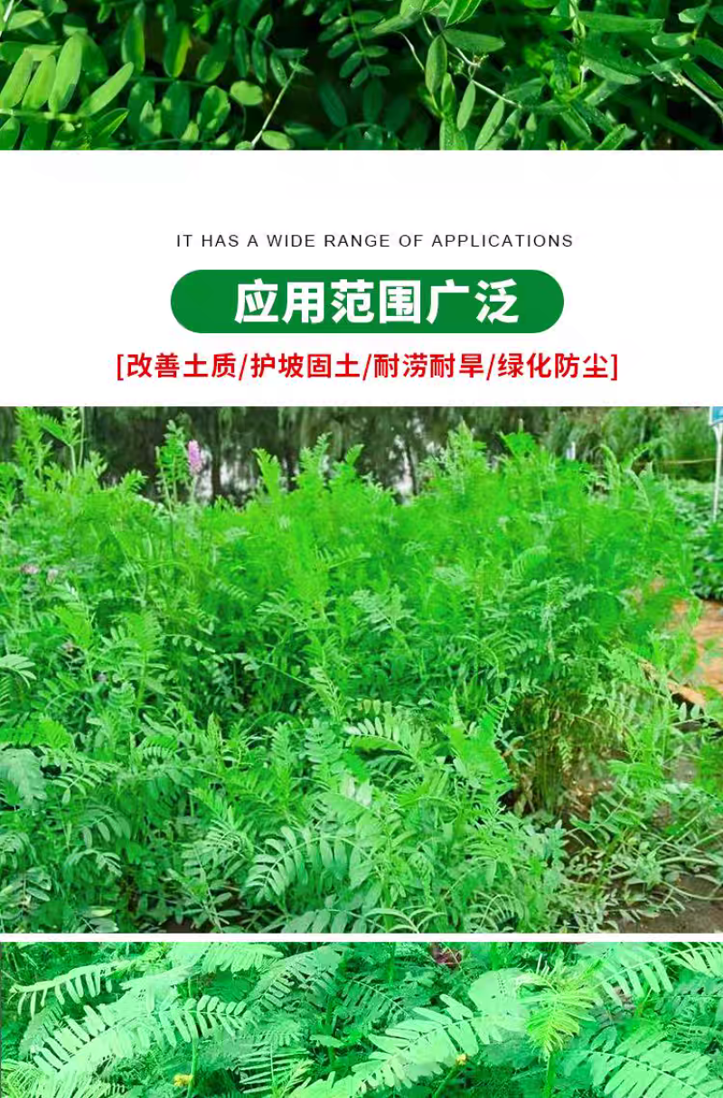 田箐种子碱菁涝豆耐涝田青盐碱土壤改良牧草果园蜜源固氮绿肥
