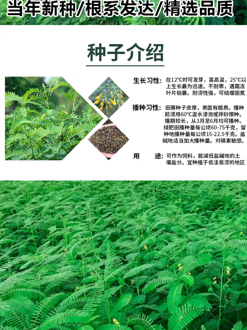 田箐种子碱菁涝豆耐涝田青盐碱土壤改良牧草果园蜜源固氮绿肥