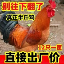 农家散养活鸡
