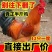 农家散养活鸡