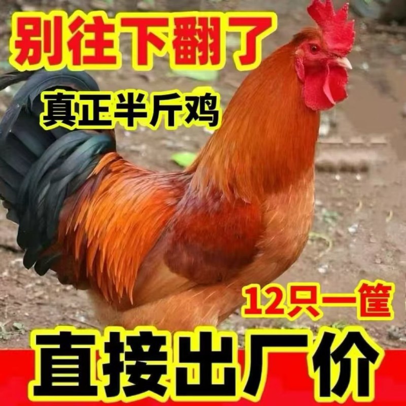农家散养活鸡