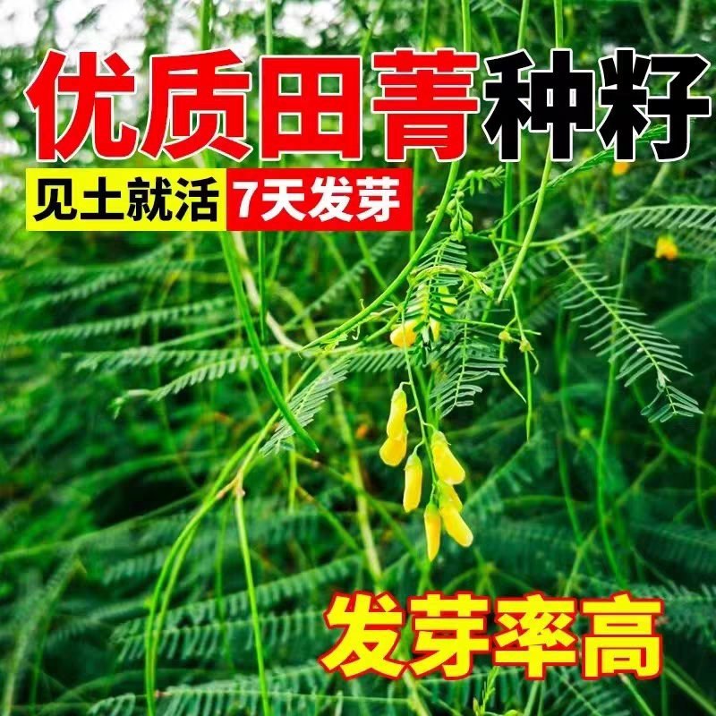 田箐种子碱菁涝豆耐涝田青盐碱土壤改良牧草果园蜜源固氮绿肥