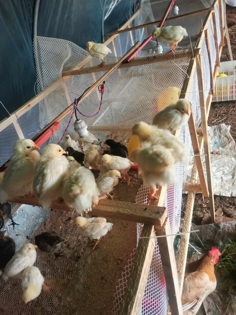 农家散养活鸡