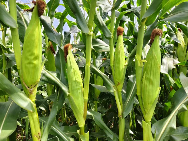 花糯黏玉米，大量有货，量大优惠欢迎新老客户前来合作