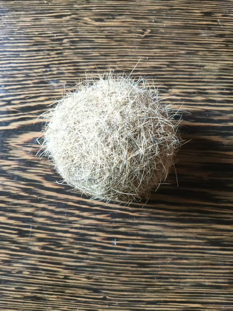 猪宝一手货源质量保证可视频看货欢迎咨询