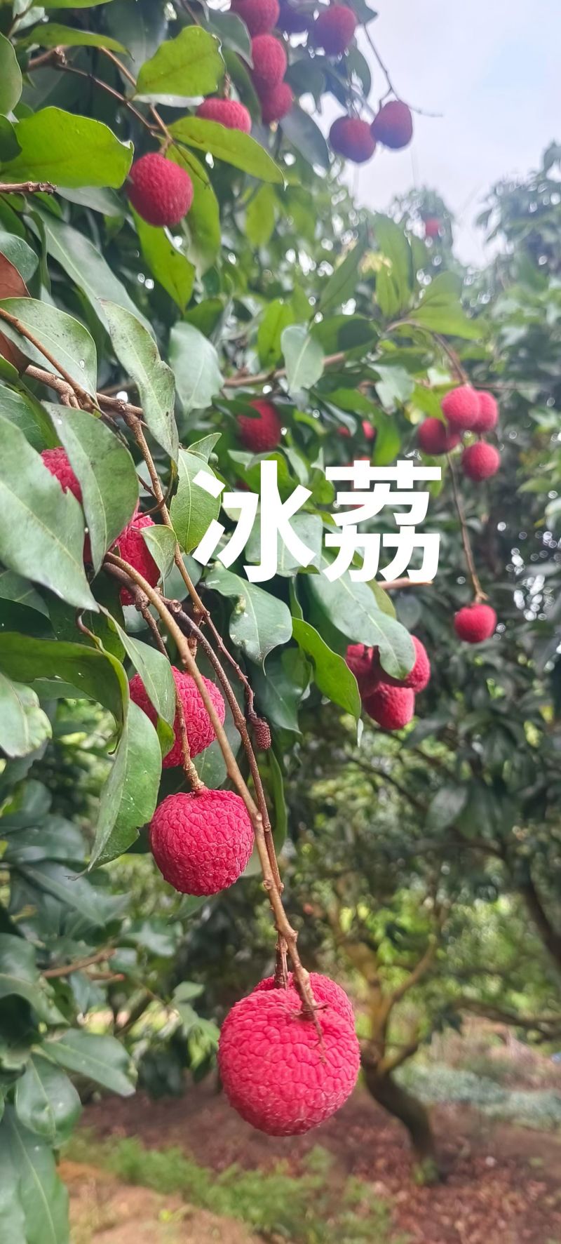 东莞荔枝，桂味，糯米糍