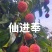 东莞荔枝，桂味，糯米糍