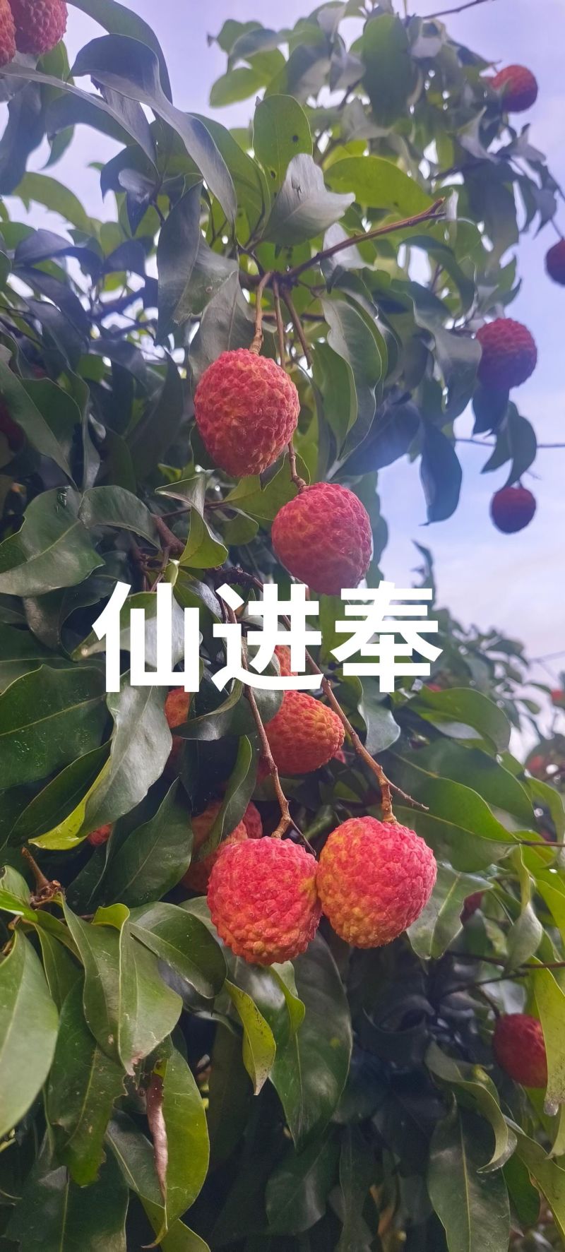 东莞荔枝，桂味，糯米糍