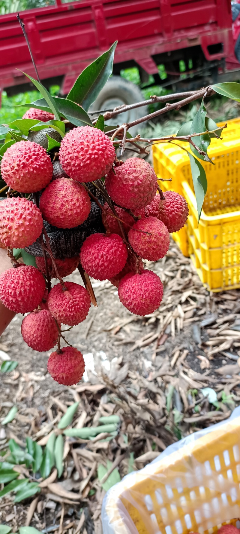 东莞荔枝，桂味，糯米糍