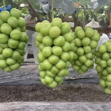 阳光玫瑰
