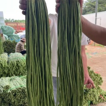河南长条青豆角产地货源充足量大价优欢迎随时联系