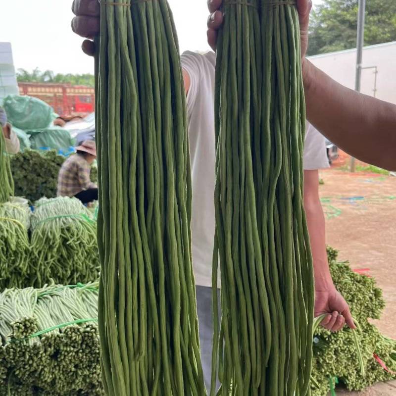 河南长条青豆角产地货源充足量大价优欢迎随时联系