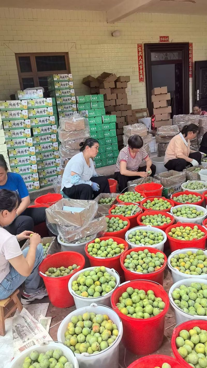 蜂糖李，大量上市。需要的老板联系我