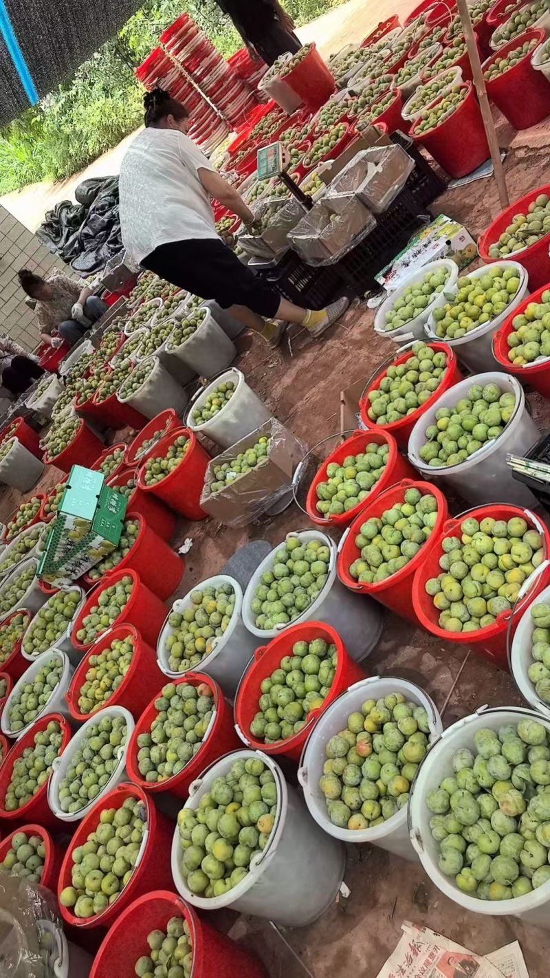 蜂糖李，大量上市。需要的老板联系我