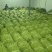 河南长条青豆角产地货源充足量大价优欢迎随时联系