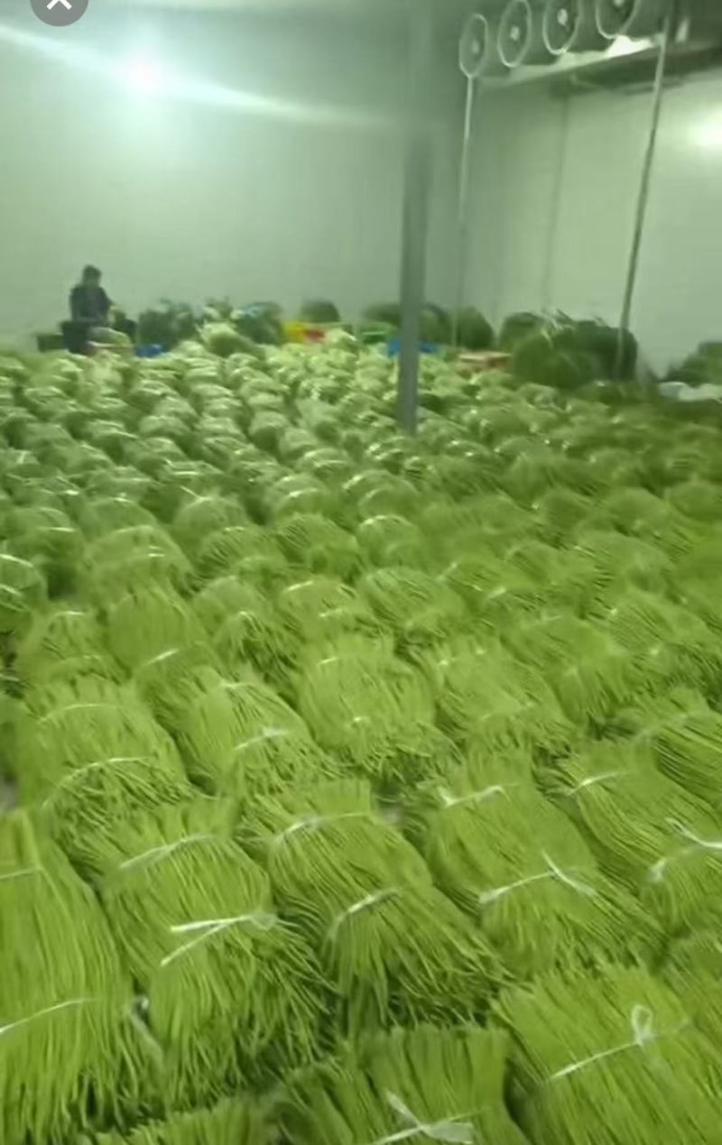 河南长条青豆角产地货源充足量大价优欢迎随时联系