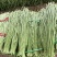 河南长条青豆角产地货源充足量大价优欢迎随时联系