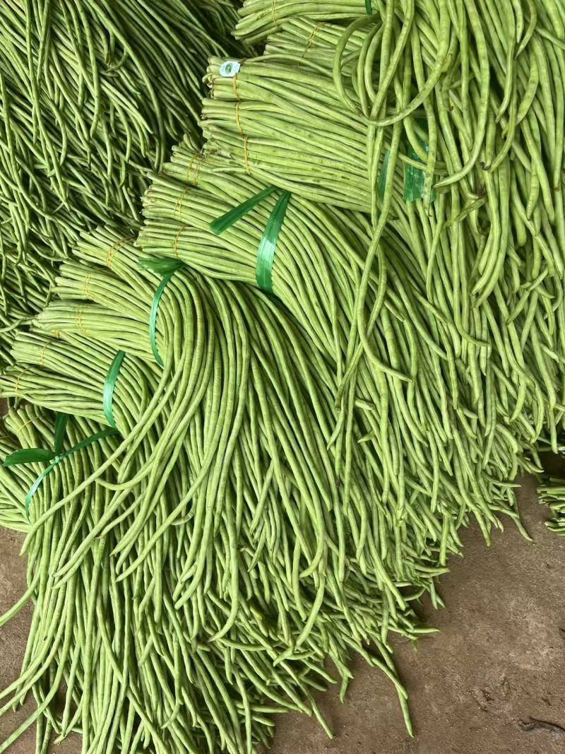 河南长条青豆角产地货源充足量大价优欢迎随时联系