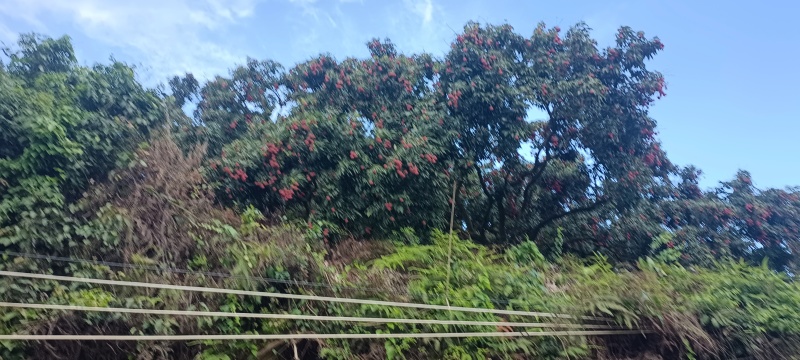 东莞荔枝，桂味，糯米糍