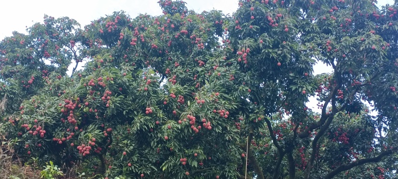东莞荔枝，桂味，糯米糍