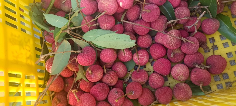 东莞荔枝，桂味，糯米糍