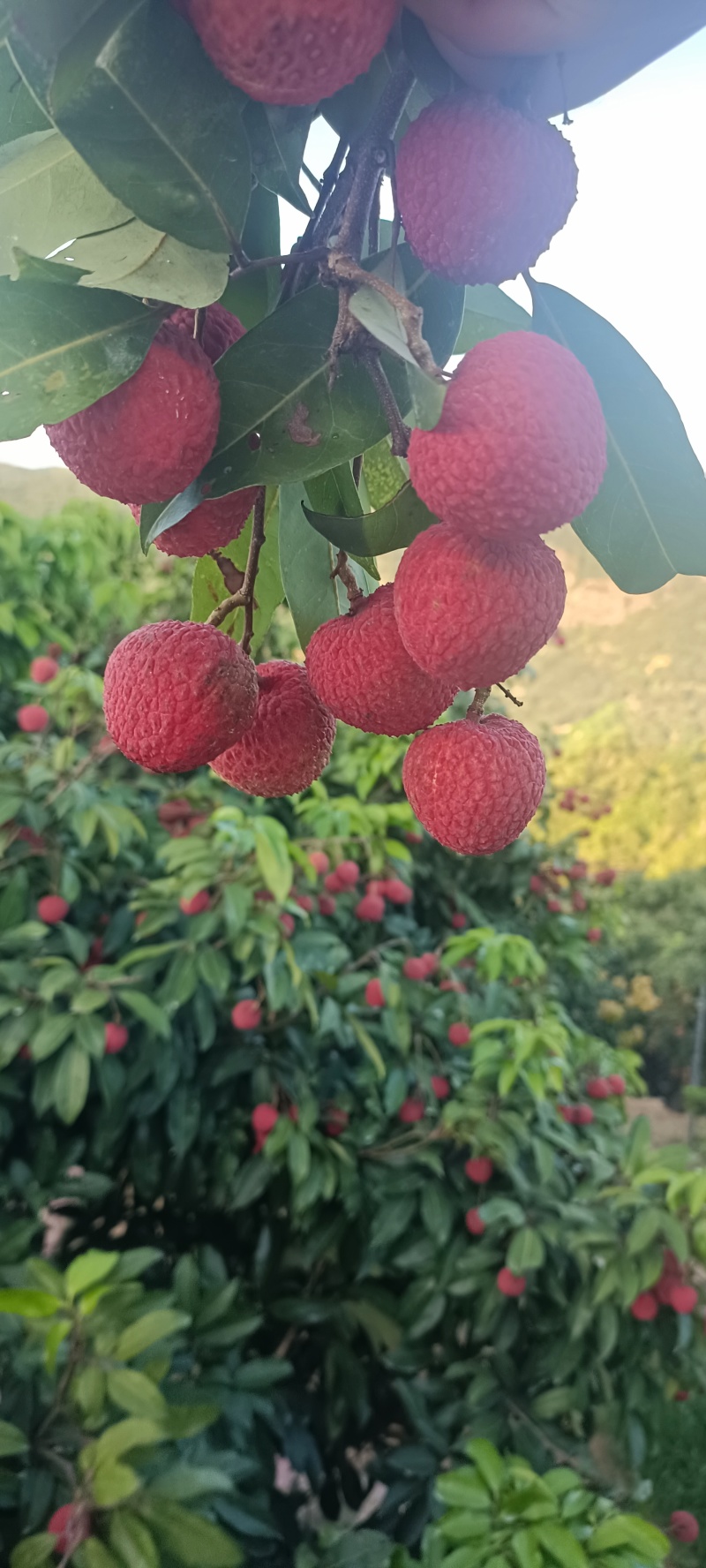 东莞荔枝，桂味，糯米糍