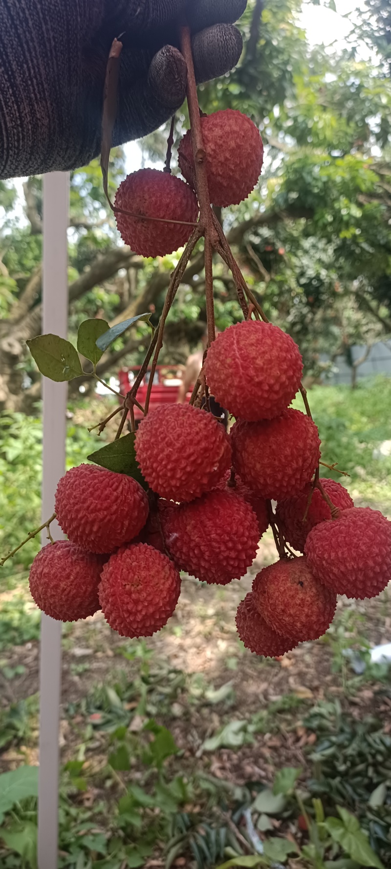 东莞荔枝，桂味，糯米糍