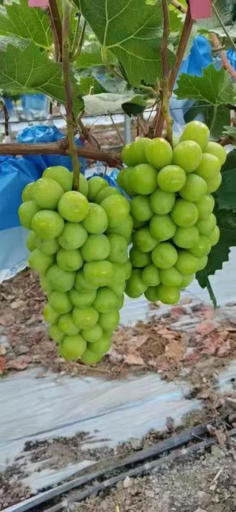 阳光玫瑰