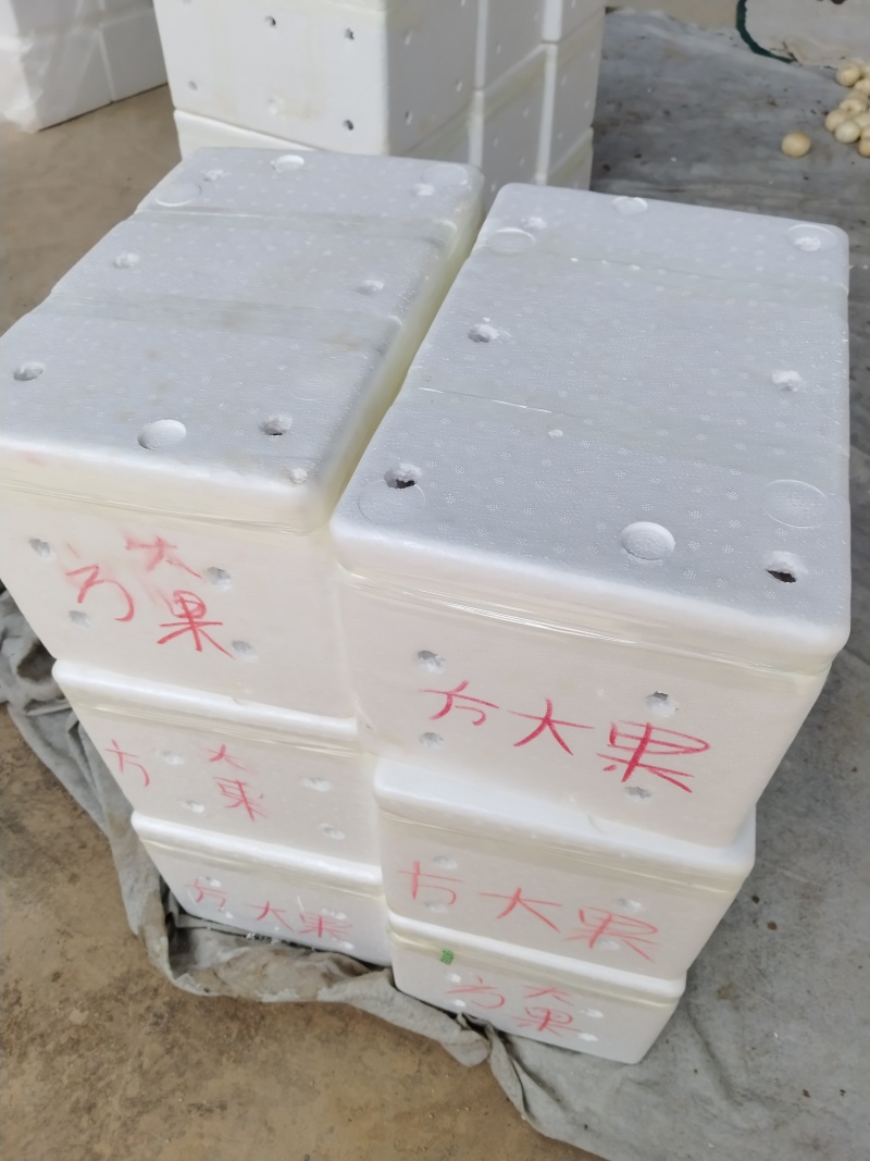 攀枝花高山露天人参果