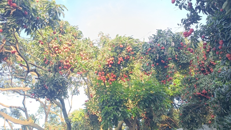 东莞荔枝，桂味，糯米糍