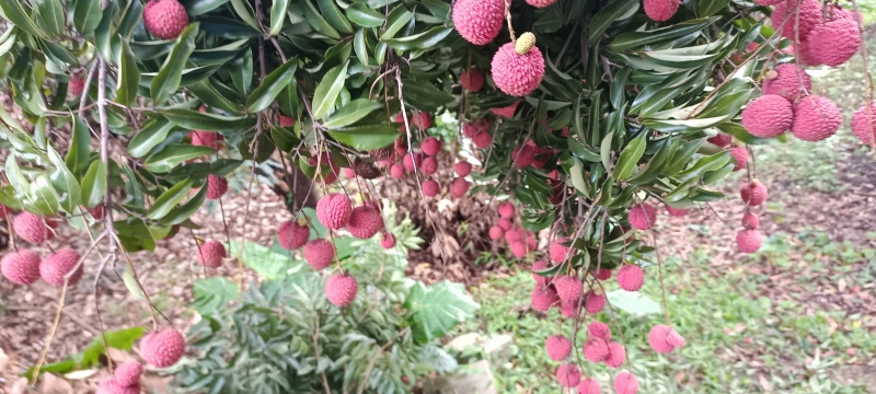 东莞荔枝，桂味，糯米糍