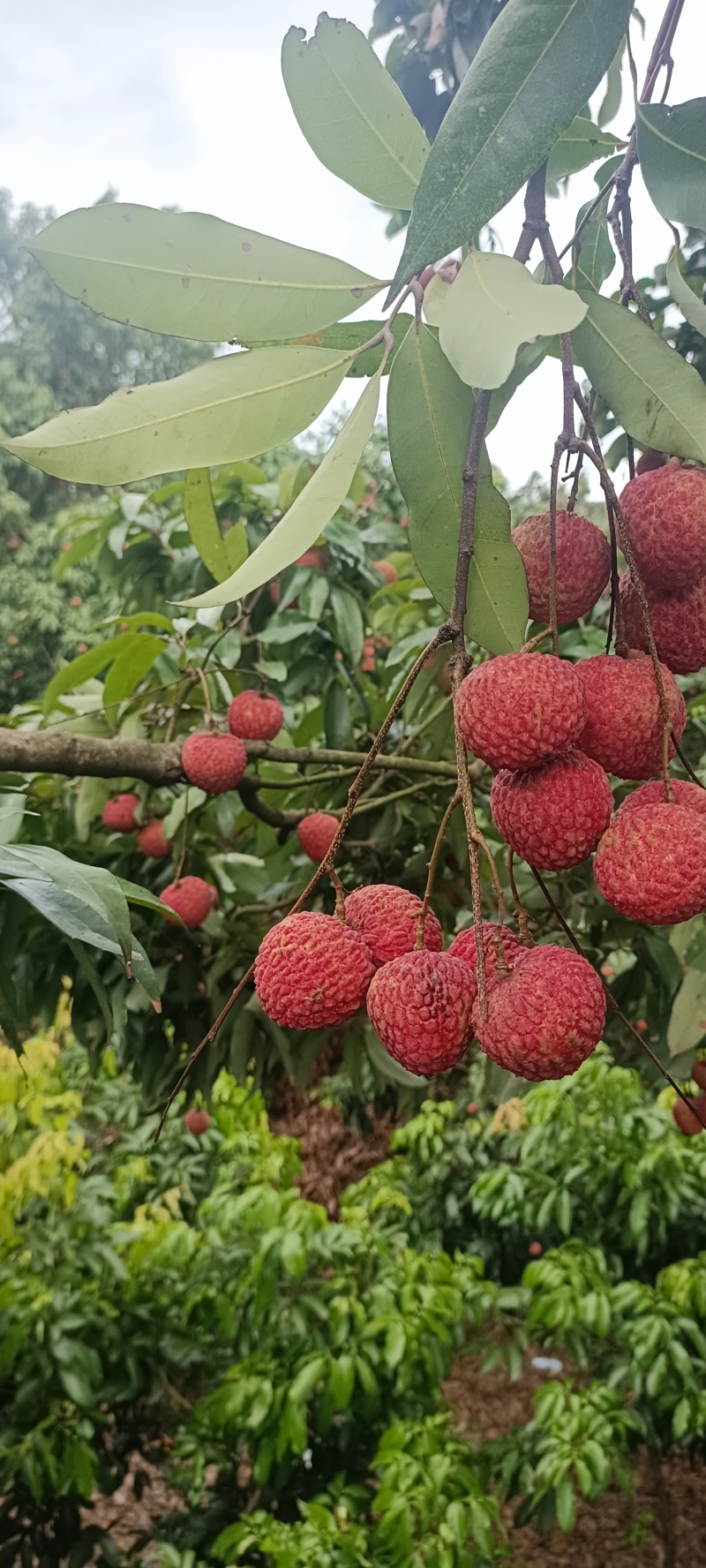 东莞荔枝，桂味，糯米糍