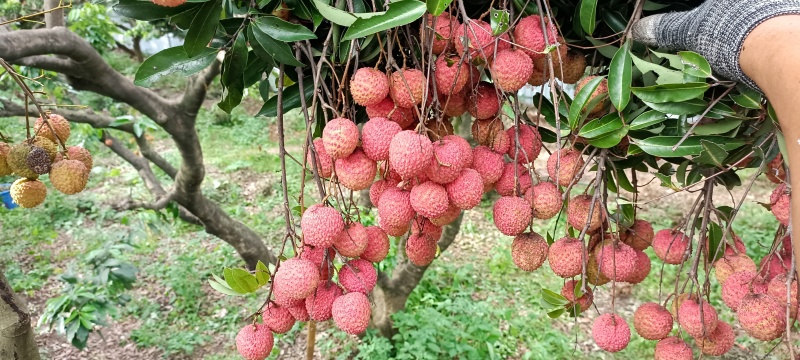 东莞荔枝，桂味，糯米糍