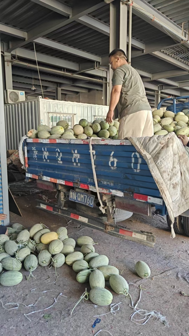 精品哈密瓜货源充足量大从优质量保证诚心经营欢迎咨询