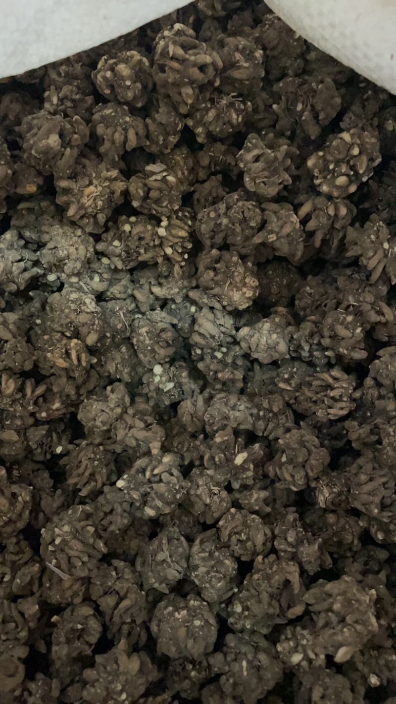 猫爪草产地直发