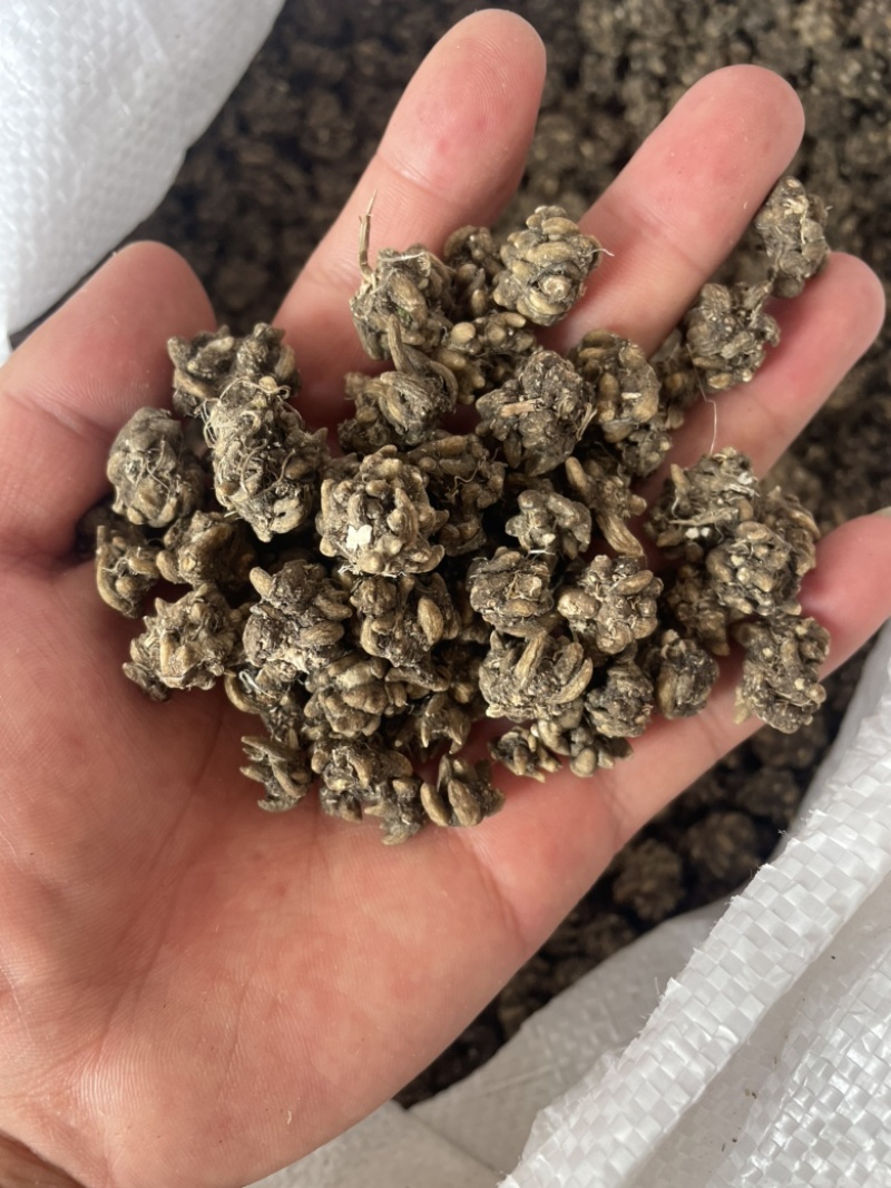 猫爪草产地直发