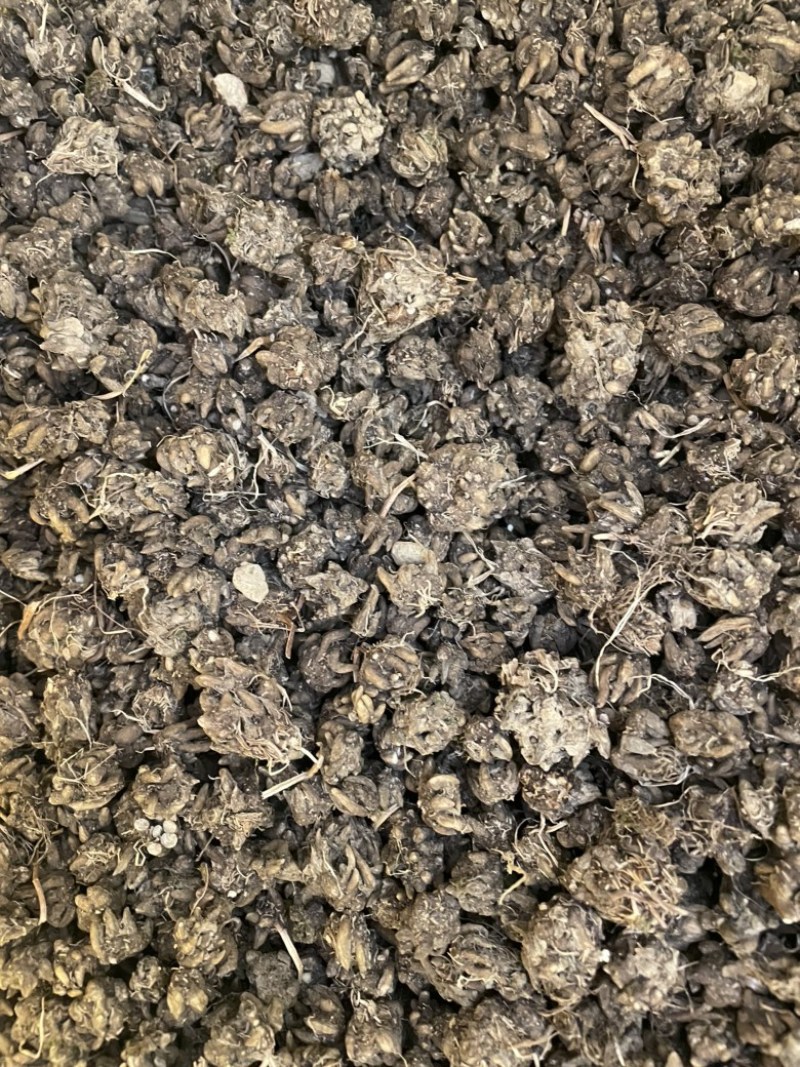 猫爪草产地直发