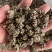 猫爪草产地直发