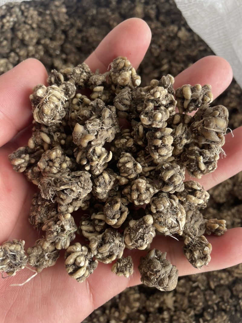猫爪草产地直发