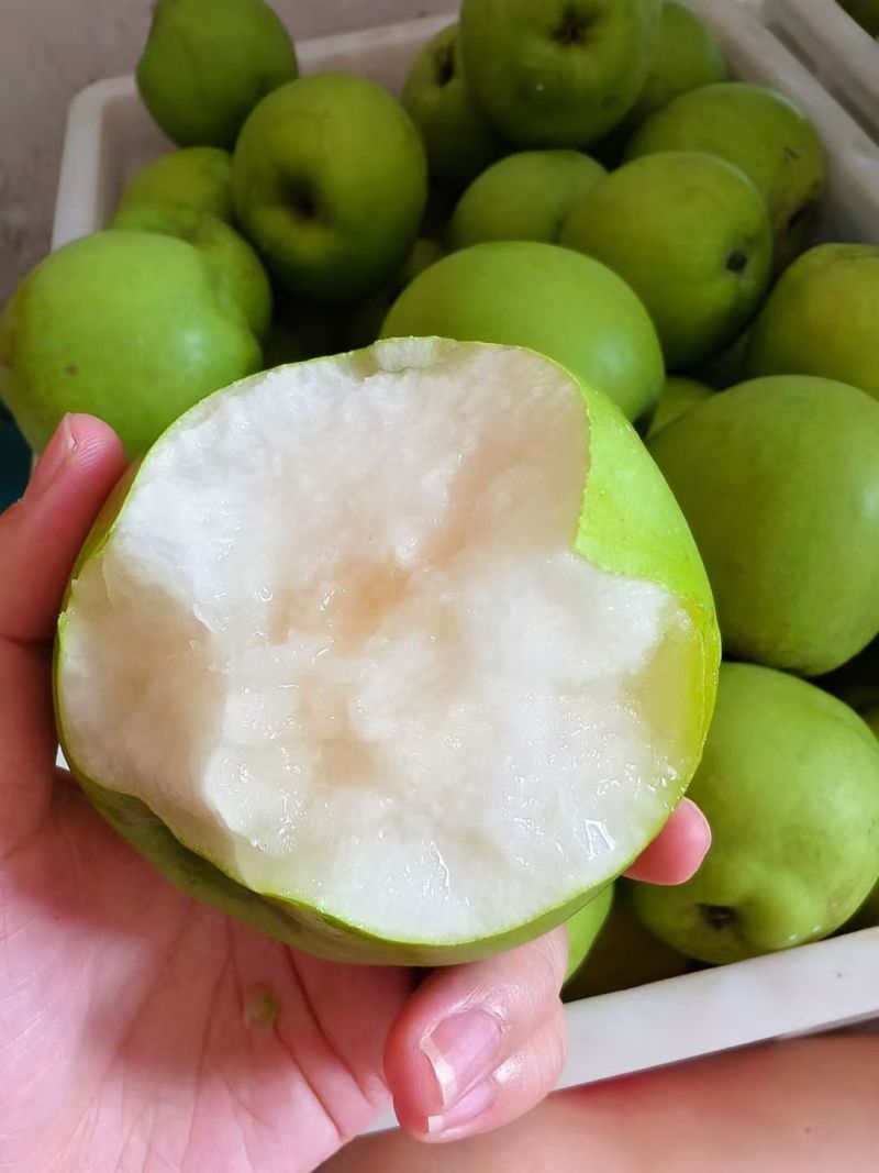 砀山梨青皮蜜梨翠玉梨皇冠梨口感脆甜多汁对接市场商超