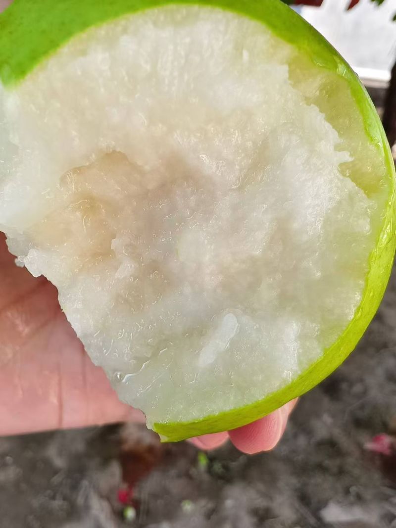砀山梨青皮蜜梨翠玉梨皇冠梨口感脆甜多汁对接市场商超