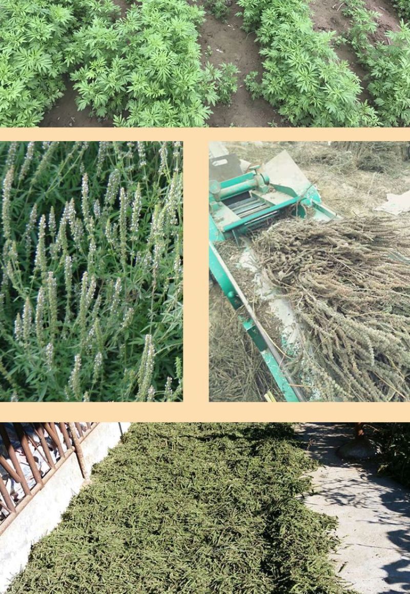 荆芥籽大量现货供应中现在正是种植季，欢迎来电质询