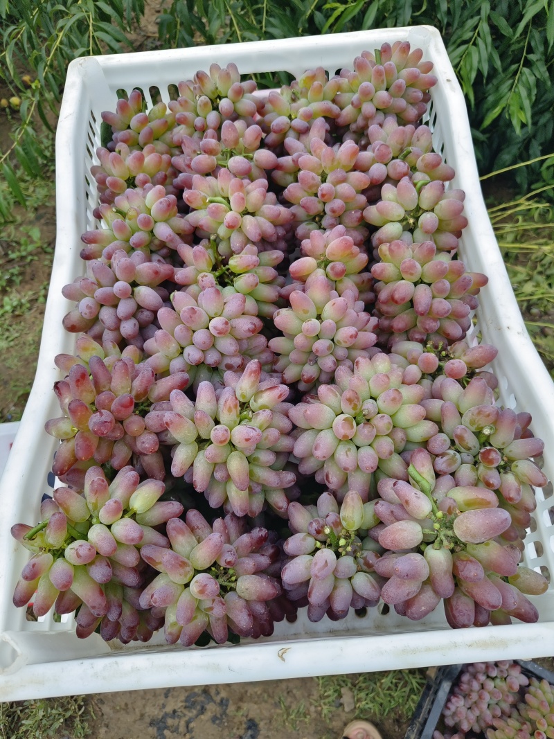 山东茉莉香葡萄夏黑葡萄京亚葡萄藤稔葡萄基地直供