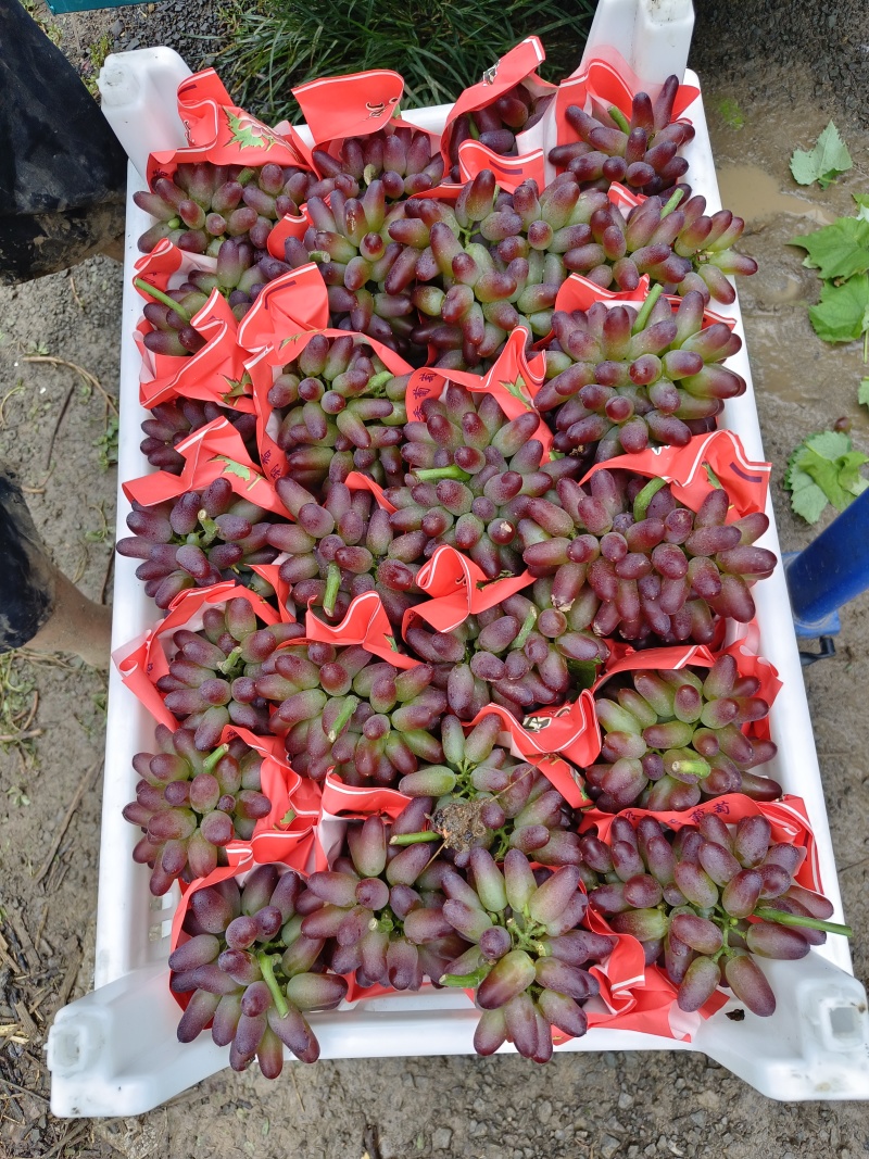 山东茉莉香葡萄夏黑葡萄京亚葡萄藤稔葡萄基地直供