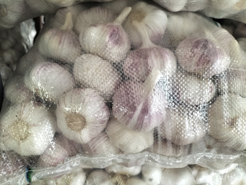 邳州精品大蒜